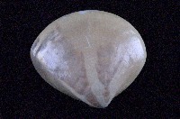 藏品(普通文蛤)的圖片